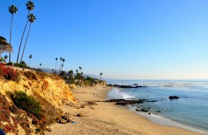 picture of the beach with palm trees
